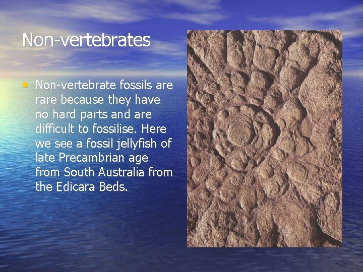 Non-vertebrates • Non-vertebrate fossils are rare because they have no hard parts and are