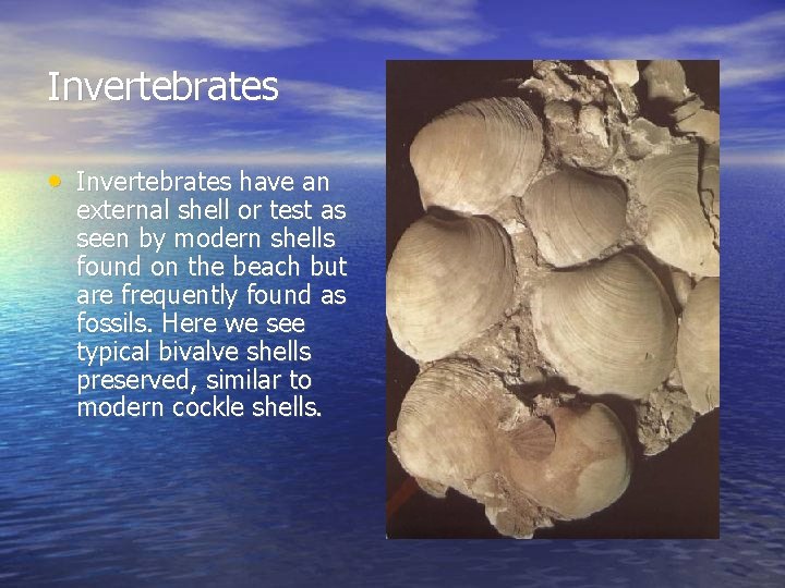 Invertebrates • Invertebrates have an external shell or test as seen by modern shells