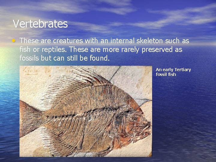 Vertebrates • These are creatures with an internal skeleton such as fish or reptiles.