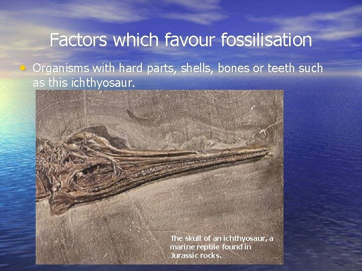 Factors which favour fossilisation • Organisms with hard parts, shells, bones or teeth such