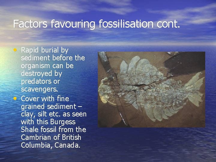 Factors favouring fossilisation cont. • Rapid burial by • sediment before the organism can