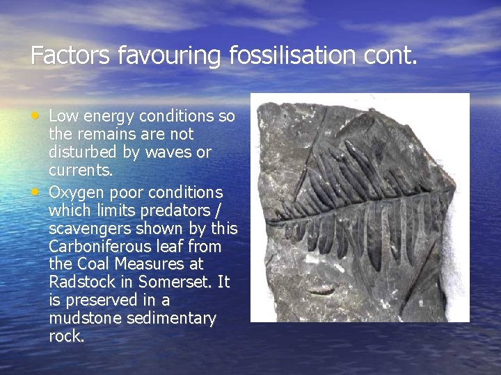 Factors favouring fossilisation cont. • Low energy conditions so • the remains are not