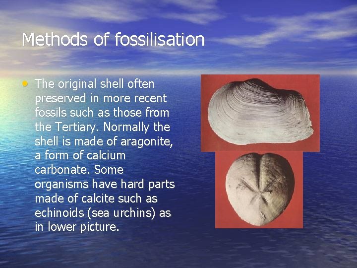 Methods of fossilisation • The original shell often preserved in more recent fossils such