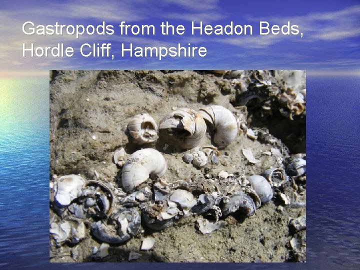 Gastropods from the Headon Beds, Hordle Cliff, Hampshire 