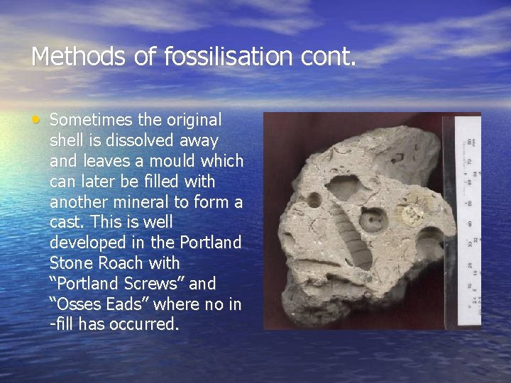 Methods of fossilisation cont. • Sometimes the original shell is dissolved away and leaves