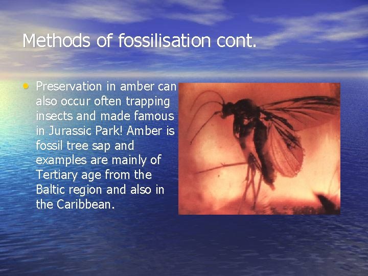 Methods of fossilisation cont. • Preservation in amber can also occur often trapping insects