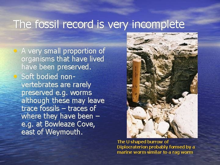 The fossil record is very incomplete • A very small proportion of • organisms