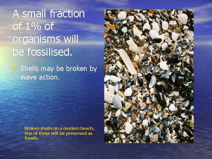 A small fraction of 1% of organisms will be fossilised. • Shells may be