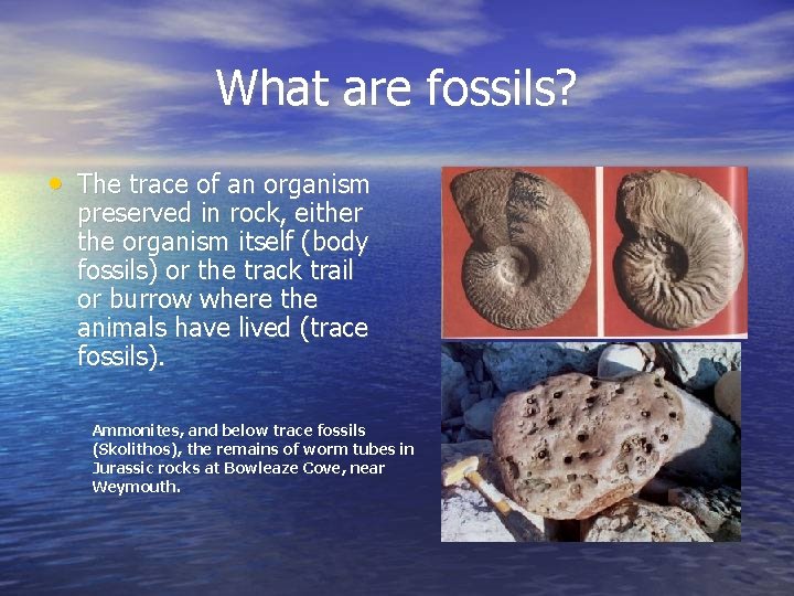 What are fossils? • The trace of an organism preserved in rock, either the