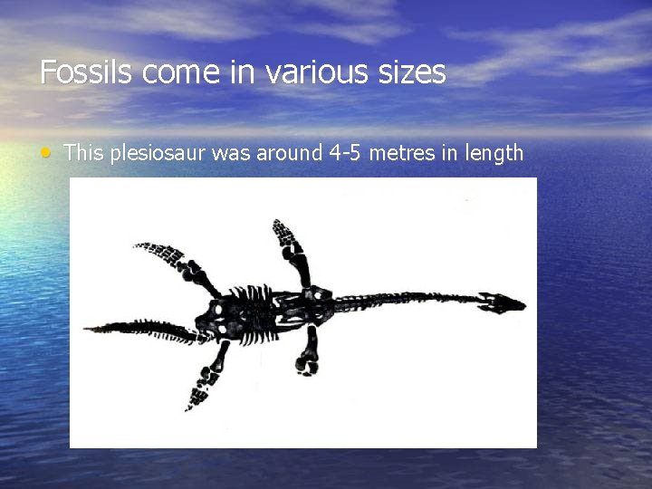Fossils come in various sizes • This plesiosaur was around 4 -5 metres in
