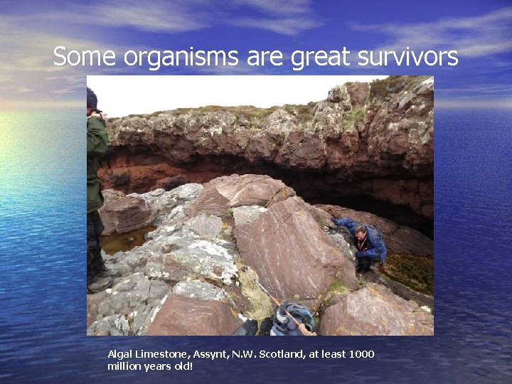 Some organisms are great survivors Algal Limestone, Assynt, N. W. Scotland, at least 1000