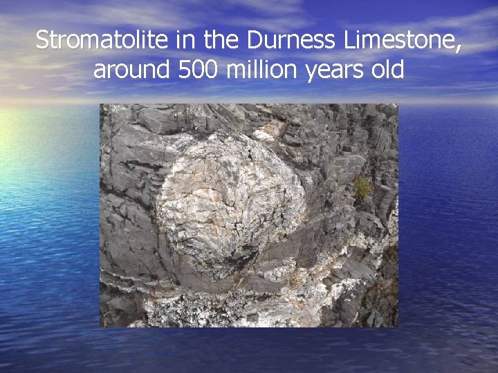 Stromatolite in the Durness Limestone, around 500 million years old 