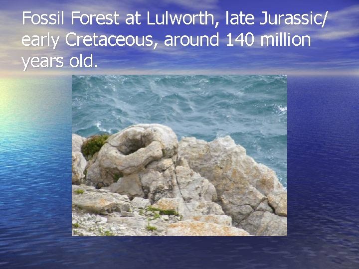 Fossil Forest at Lulworth, late Jurassic/ early Cretaceous, around 140 million years old. 