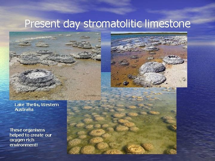 Present day stromatolitic limestone Lake Thetis, Western Australia These organisms helped to create our