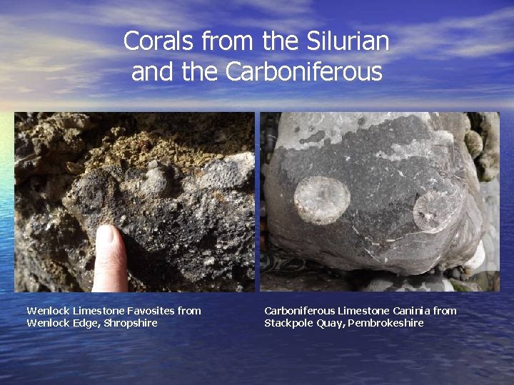 Corals from the Silurian and the Carboniferous Wenlock Limestone Favosites from Wenlock Edge, Shropshire