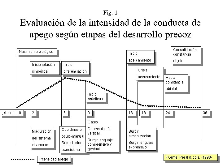 Fig. 1 Evaluación de la intensidad de la conducta de apego según etapas del