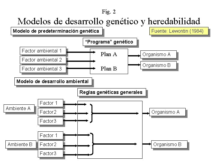 Fig. 2 Modelos de desarrollo genético y heredabilidad Modelo de predeterminación genética Fuente: Lewontin