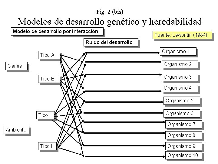 Fig. 2 (bis) Modelos de desarrollo genético y heredabilidad Modelo de desarrollo por interacción