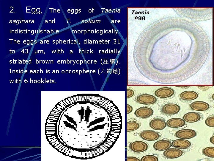 2. Egg, saginata The and indistinguishable eggs T. of Taenia solium are morphologically. The