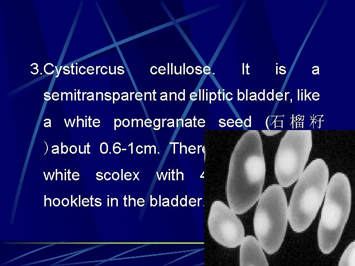 3. Cysticercus cellulose. It is a semitransparent and elliptic bladder, like a white pomegranate