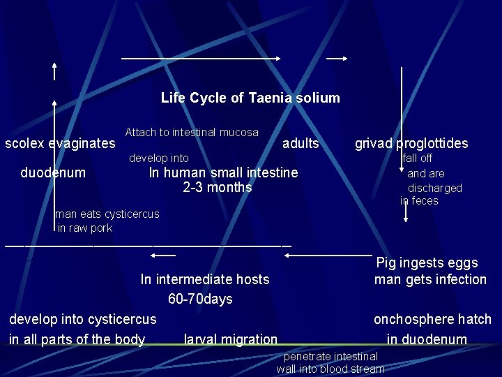 Life Cycle of Taenia solium scolex evaginates Attach to intestinal mucosa adults grivad proglottides