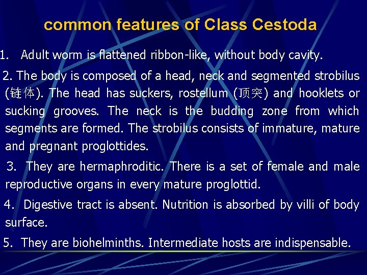 common features of Class Cestoda 1. Adult worm is flattened ribbon-like, without body cavity.