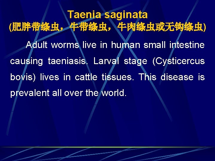Taenia saginata (肥胖带绦虫，牛肉绦虫或无钩绦虫) Adult worms live in human small intestine causing taeniasis. Larval stage
