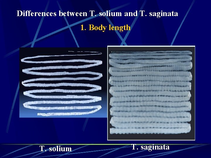 Differences between T. solium and T. saginata 1. Body length T. solium T. saginata