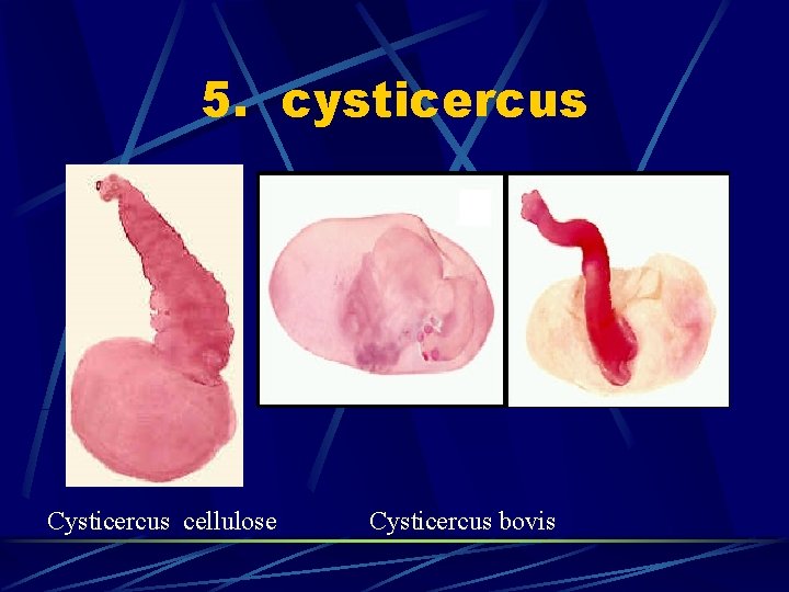 5. cysticercus Cysticercus cellulose Cysticercus bovis 