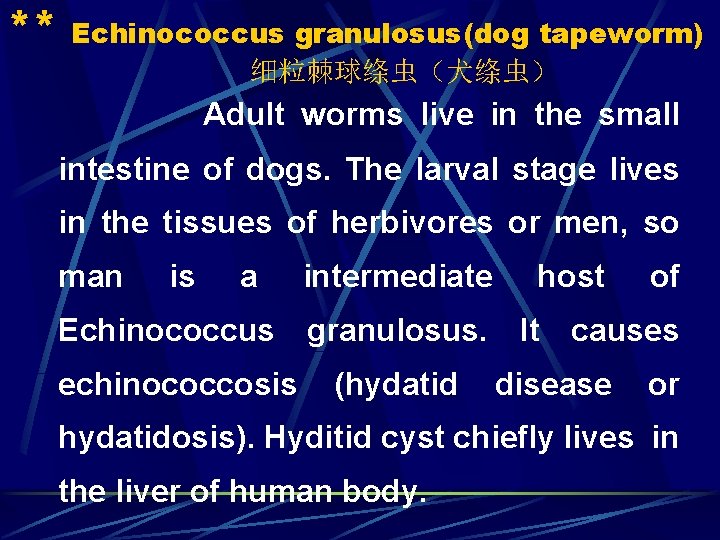** Echinococcus granulosus(dog tapeworm) 细粒棘球绦虫（犬绦虫） Adult worms live in the small intestine of dogs.