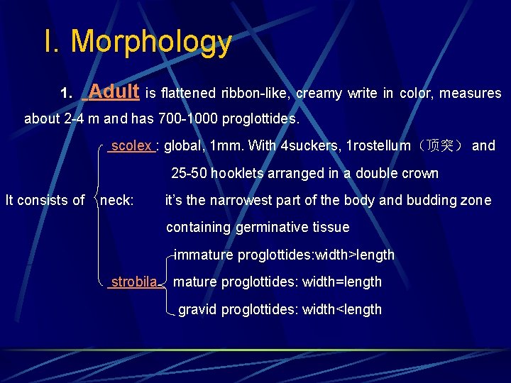 I. Morphology 1. Adult is flattened ribbon-like, creamy write in color, measures about 2