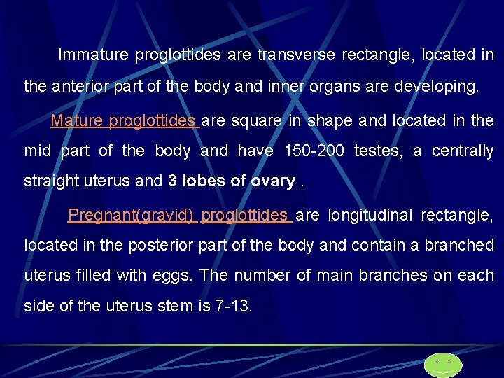 Immature proglottides are transverse rectangle, located in the anterior part of the body and