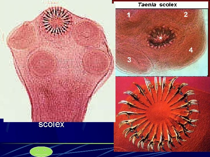 scolex 