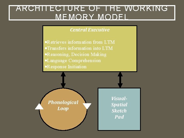 ARCHITECTURE OF THE WORKING MEMORY MODEL Central Executive Retrieves information from LTM Transfers information