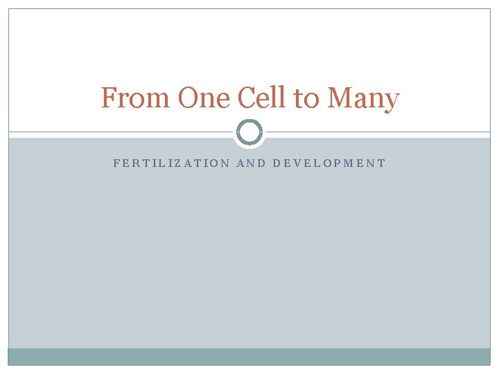 From One Cell to Many FERTILIZATION AND DEVELOPMENT 