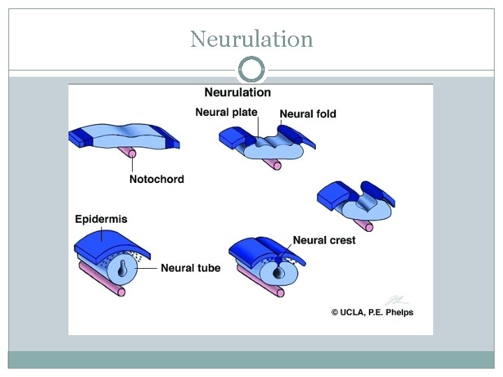 Neurulation 