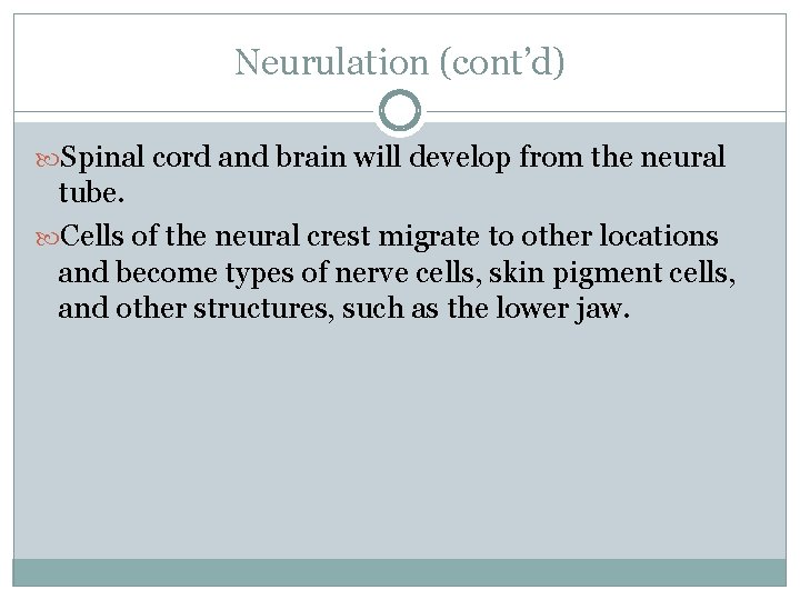 Neurulation (cont’d) Spinal cord and brain will develop from the neural tube. Cells of