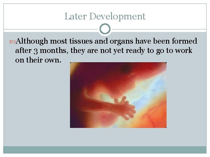 Later Development Although most tissues and organs have been formed after 3 months, they