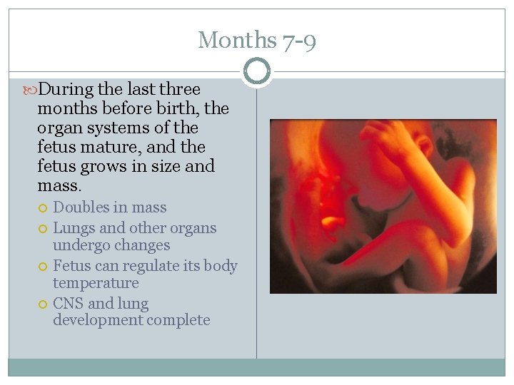 Months 7 -9 During the last three months before birth, the organ systems of