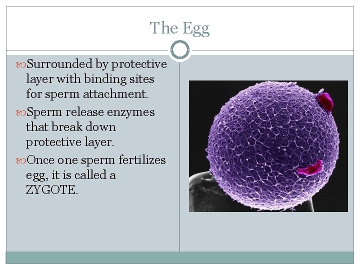 The Egg Surrounded by protective layer with binding sites for sperm attachment. Sperm release