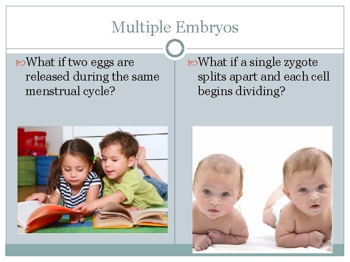 Multiple Embryos What if two eggs are released during the same menstrual cycle? What