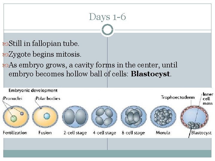 Days 1 -6 Still in fallopian tube. Zygote begins mitosis. As embryo grows, a