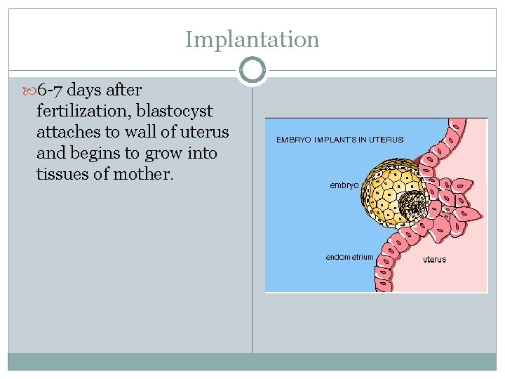 Implantation 6 -7 days after fertilization, blastocyst attaches to wall of uterus and begins