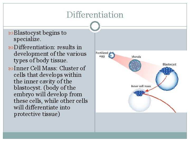 Differentiation Blastocyst begins to specialize. Differentiation: results in development of the various types of