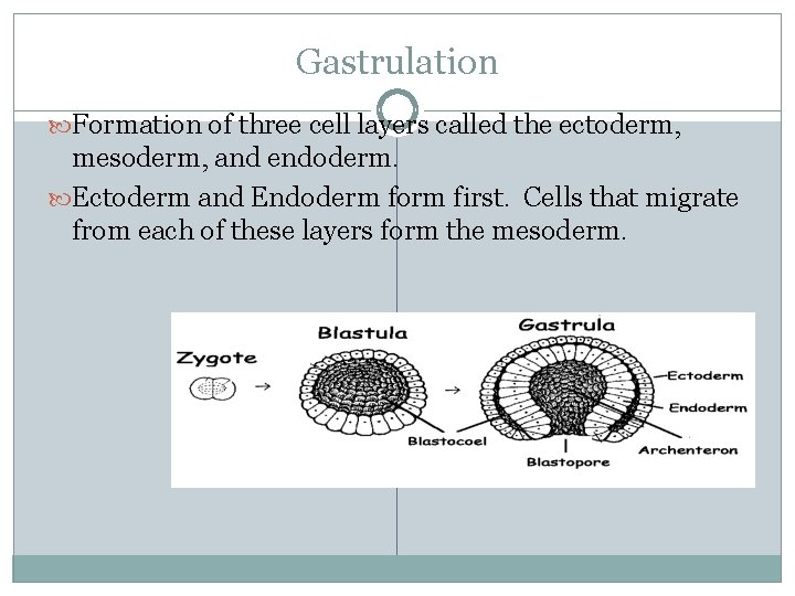 Gastrulation Formation of three cell layers called the ectoderm, mesoderm, and endoderm. Ectoderm and