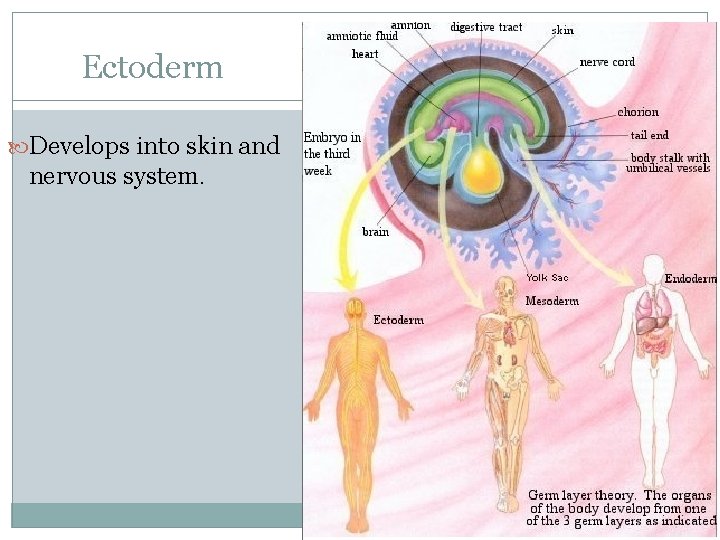 Ectoderm Develops into skin and nervous system. 