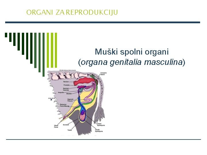 ORGANI ZA REPRODUKCIJU Muški spolni organi (organa genitalia masculina) 