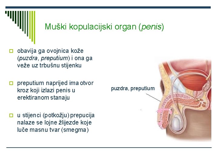 Muški kopulacijski organ (penis) obavija ga ovojnica kože (puzdra, preputium) i ona ga veže