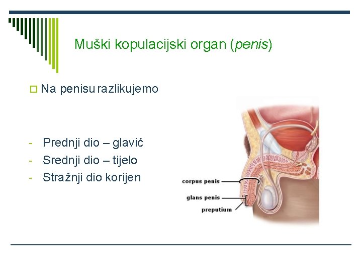 Muški kopulacijski organ (penis) Na penisu razlikujemo - Prednji dio – glavić - Srednji