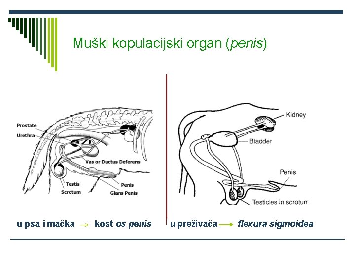 Muški kopulacijski organ (penis) u psa i mačka kost os penis u preživača flexura